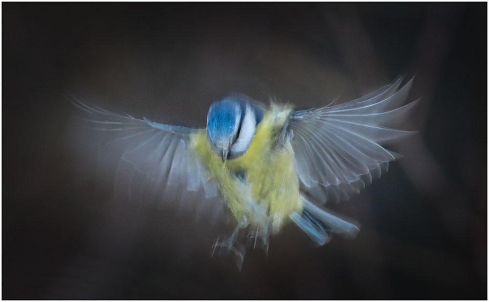 Blue Angel