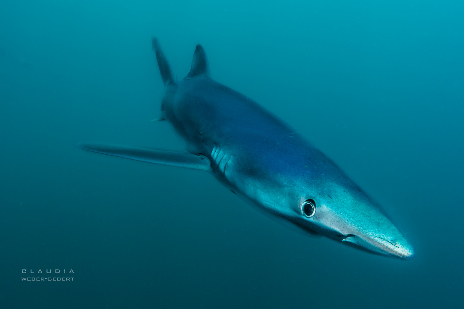 Blue Angel Foto & Bild unterwasser, uwsalzwasser, naturkreativ