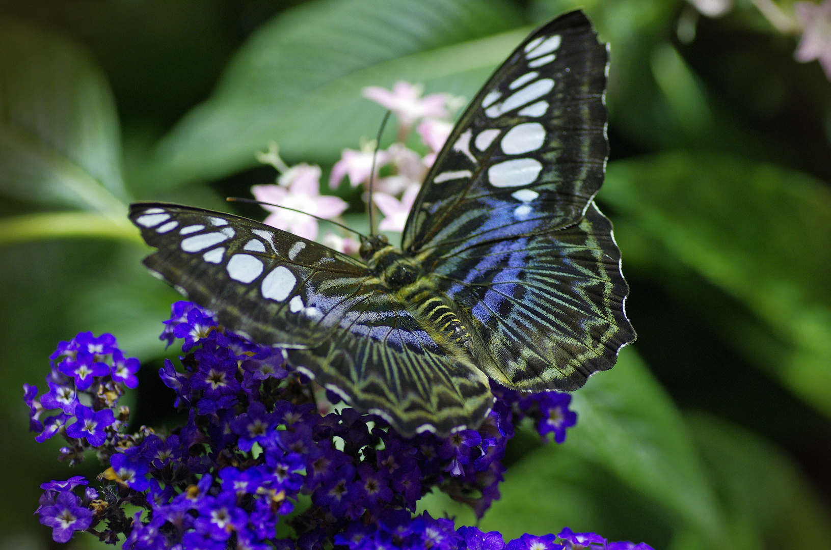 Blue angel