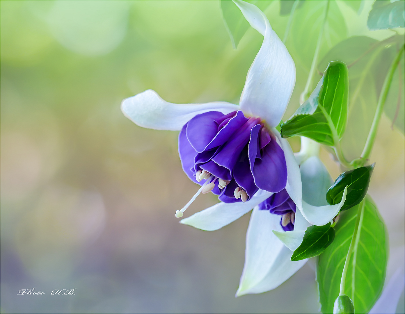 BLUE ANGEL -  Fuchsie