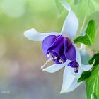 BLUE ANGEL -  Fuchsie