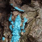 Blue Angel in a Tree