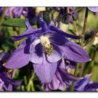 blue aquilegia