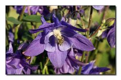 blue aquilegia