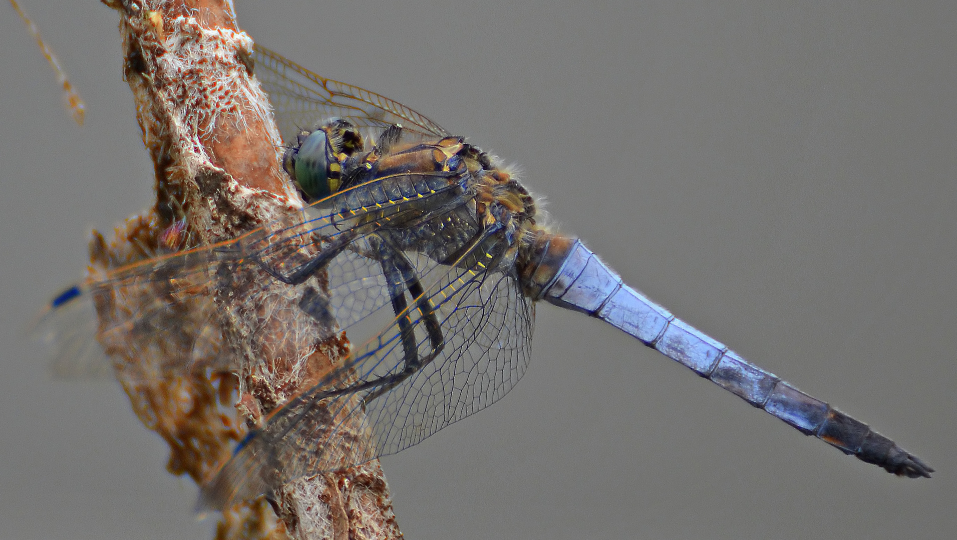 *Blue Arrow dragonfly*