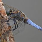 *Blue Arrow dragonfly*