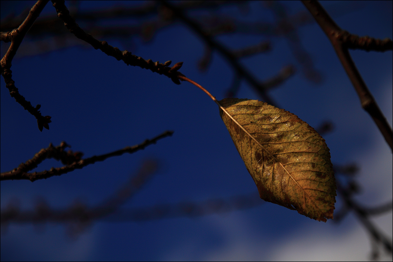 blue autumn