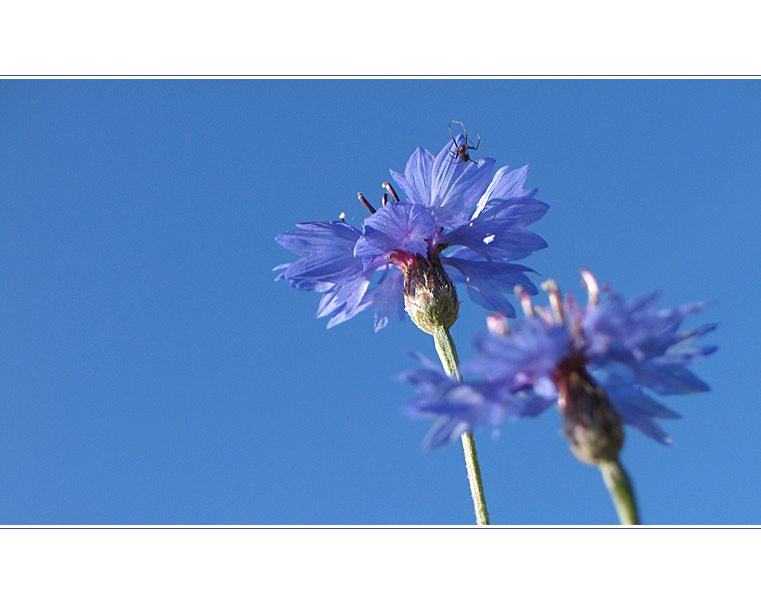 blue autumn