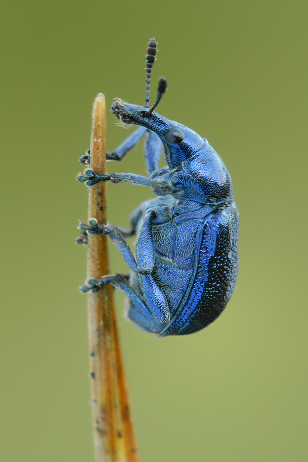 ~blue~