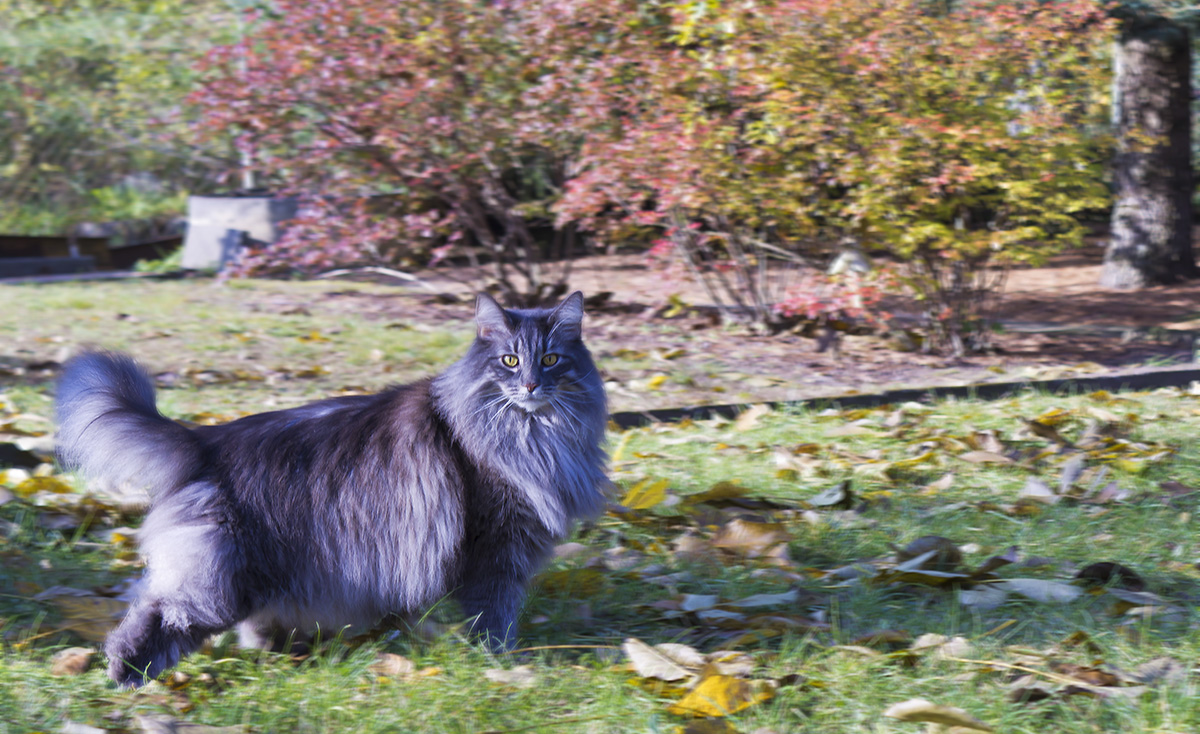 Blue Bär nutzt noch das letzte Gartenwochenende