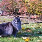 Blue Bär nutzt noch das letzte Gartenwochenende