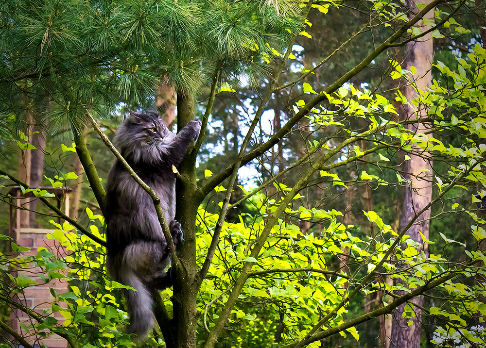 Blue Bär will in luftige Höhen