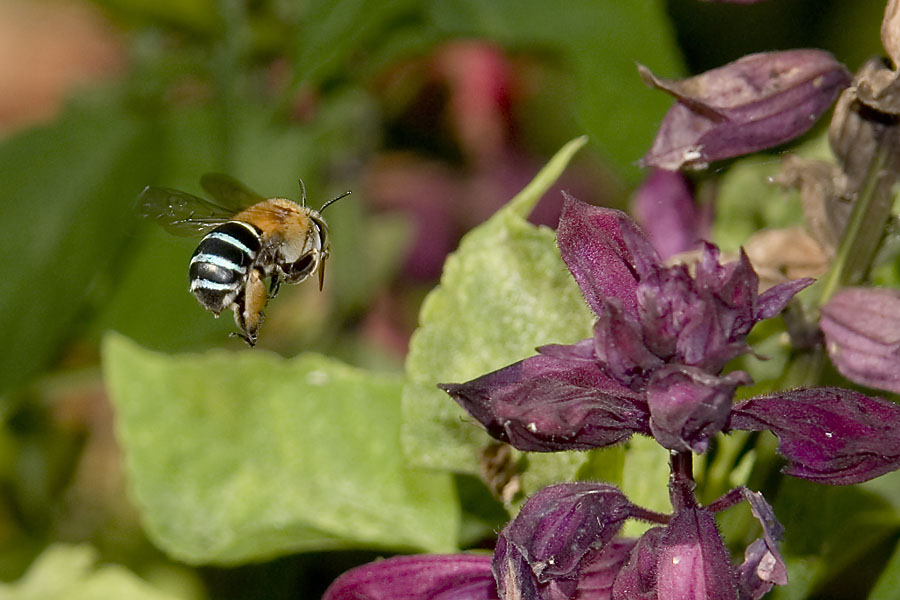 Blue Banded Bee (Amegilla) in flight