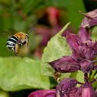 Blue Banded Bee (Amegilla) in flight