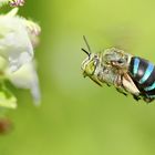 Blue Banded Bee Flight