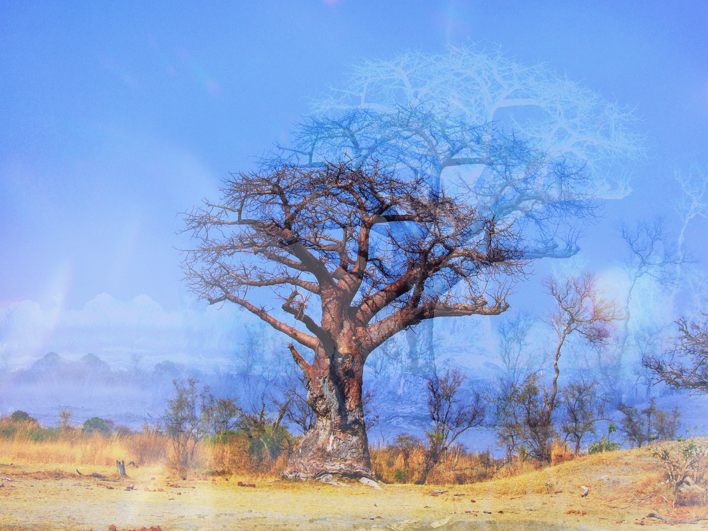 Blue Baobab