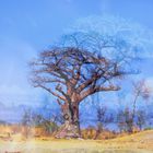 Blue Baobab