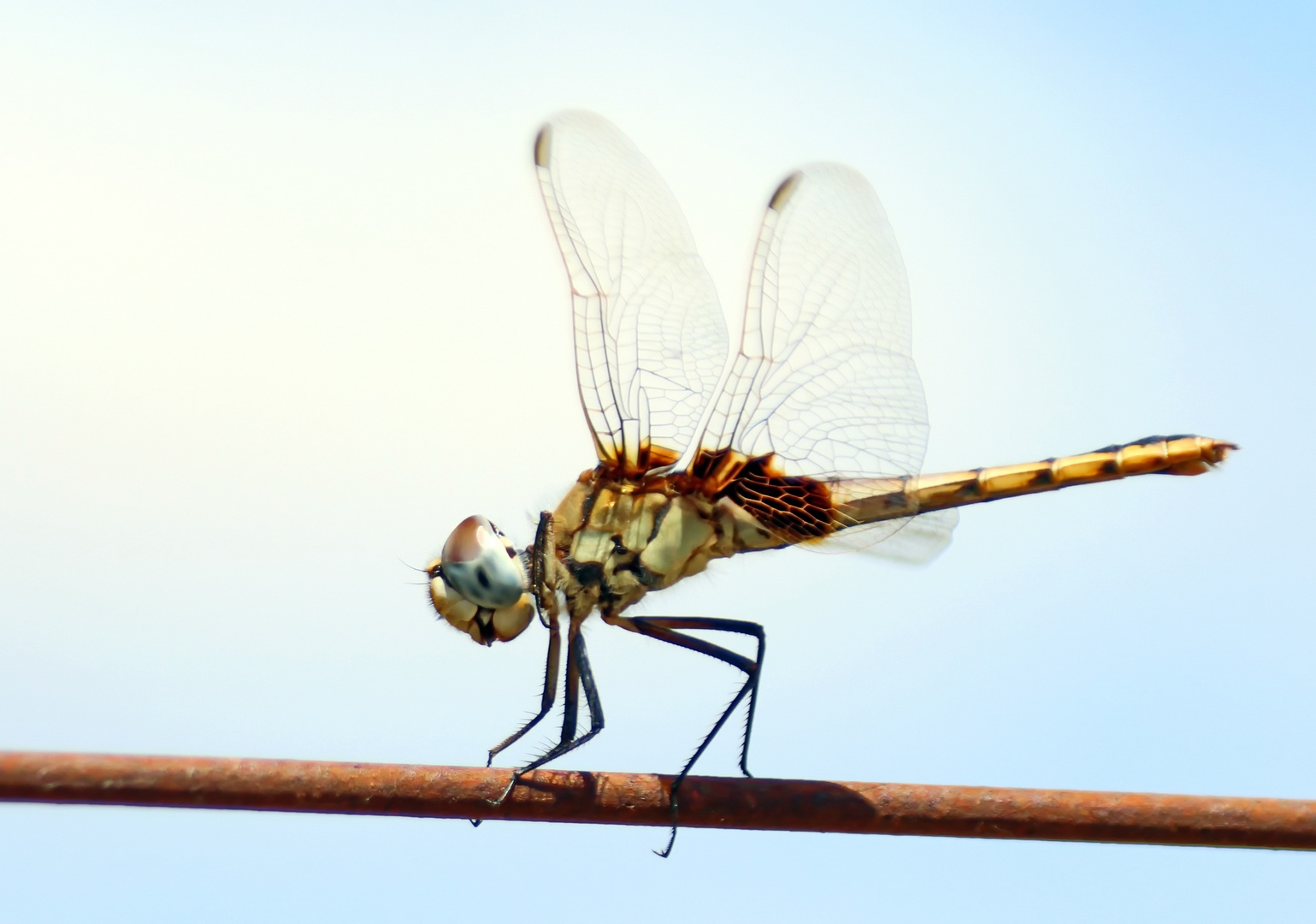 Blue Basker,Weibchen