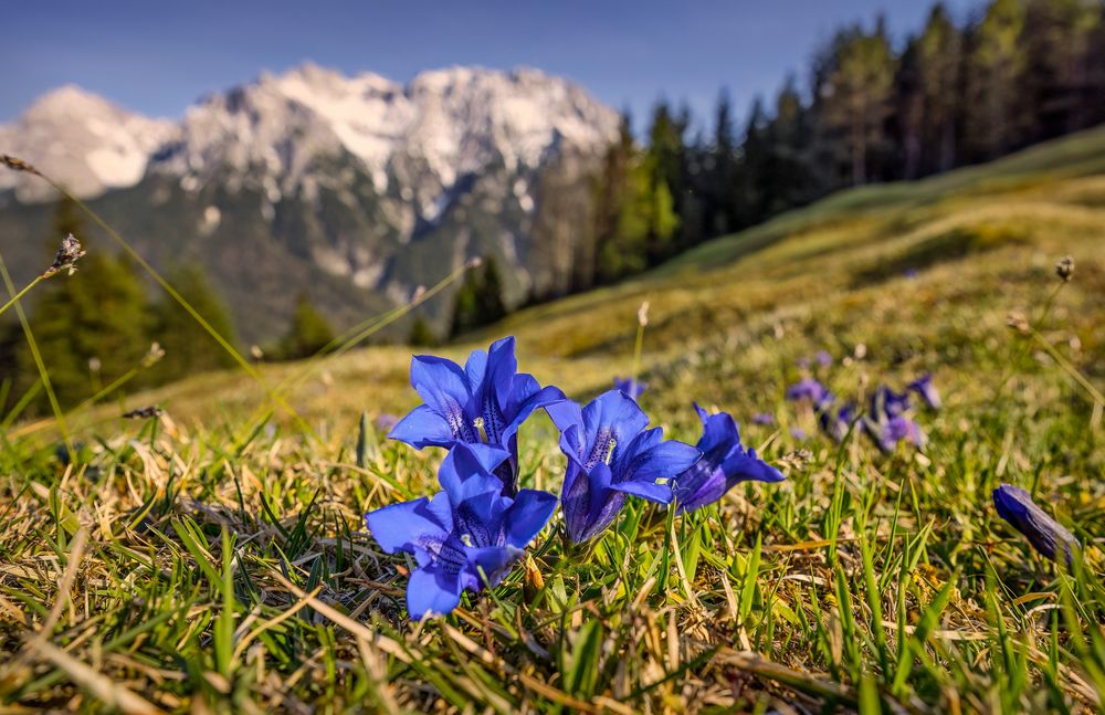 ~ BLUE BAVARIA ~