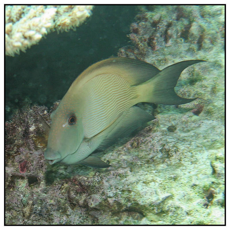 Blue Bay Mauritus