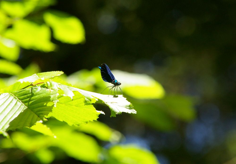 blue beauty