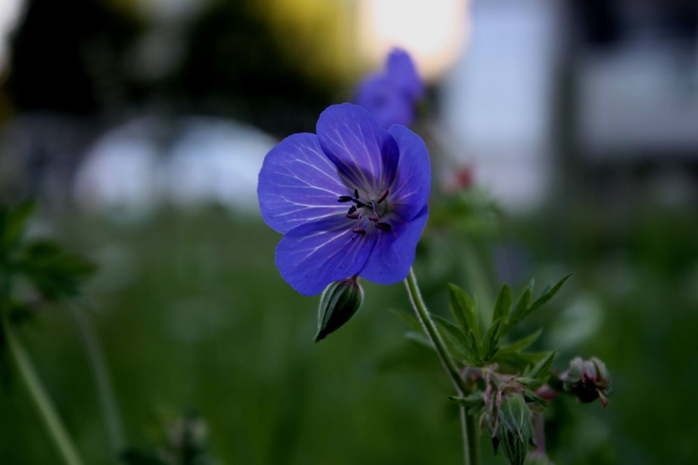 Blue Beauty