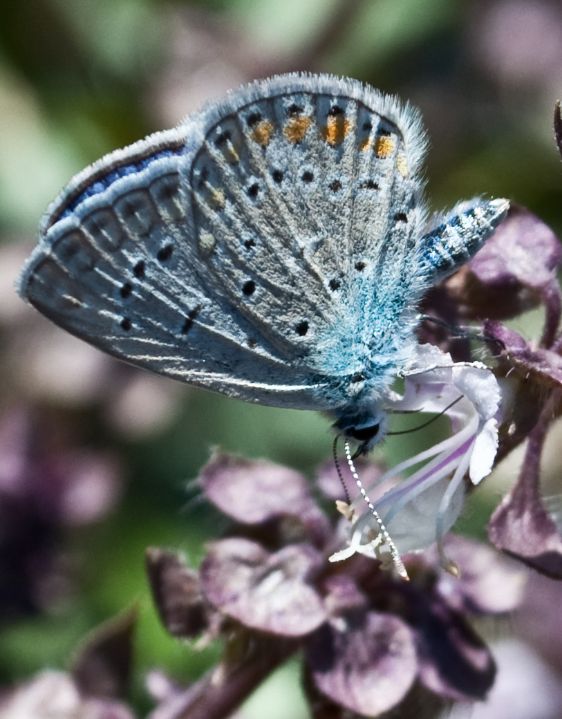 blue beauty