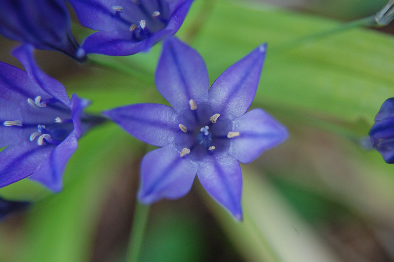 Blue Beauty