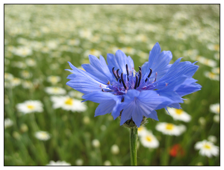 blue beauty