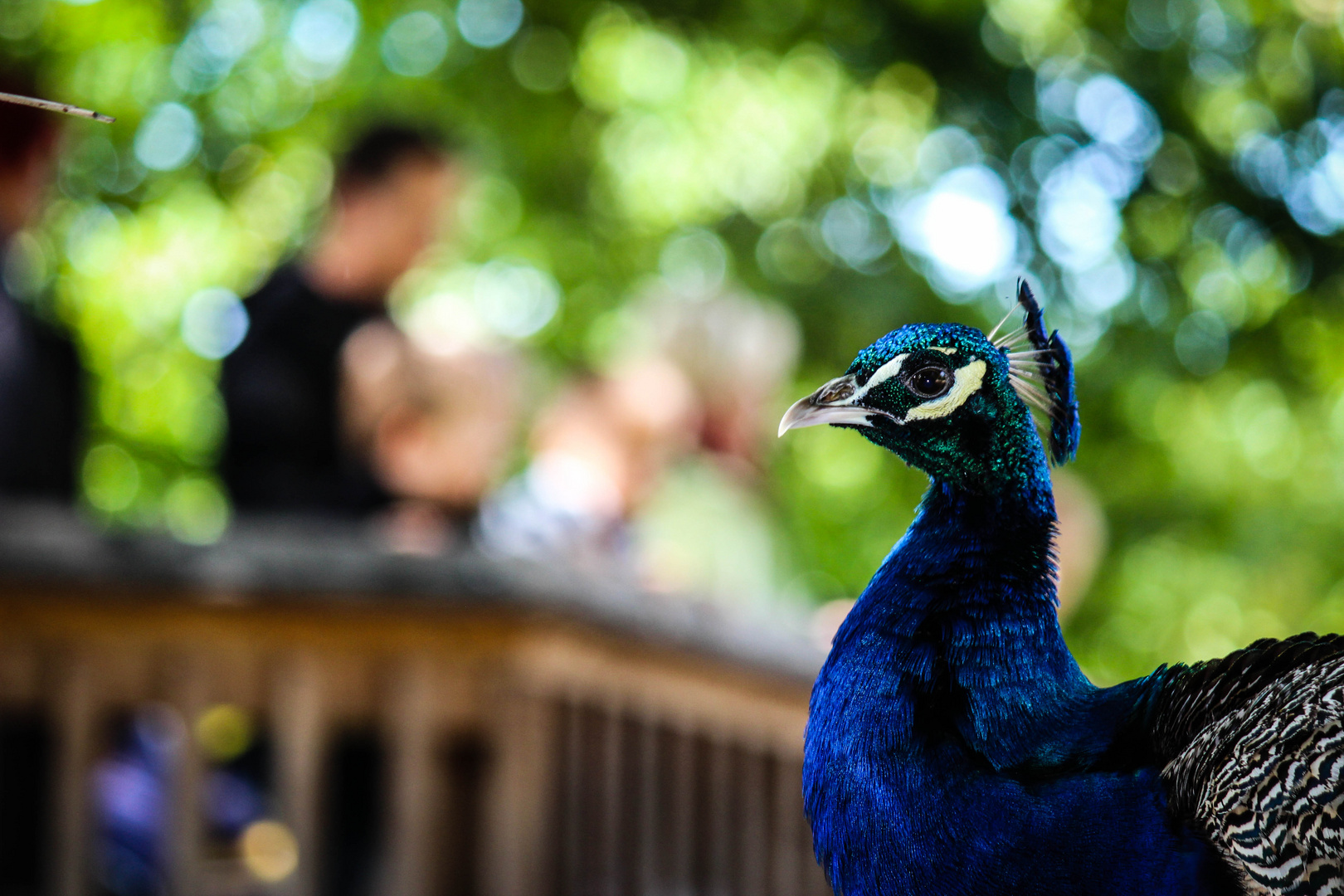 :: blue beauty ::