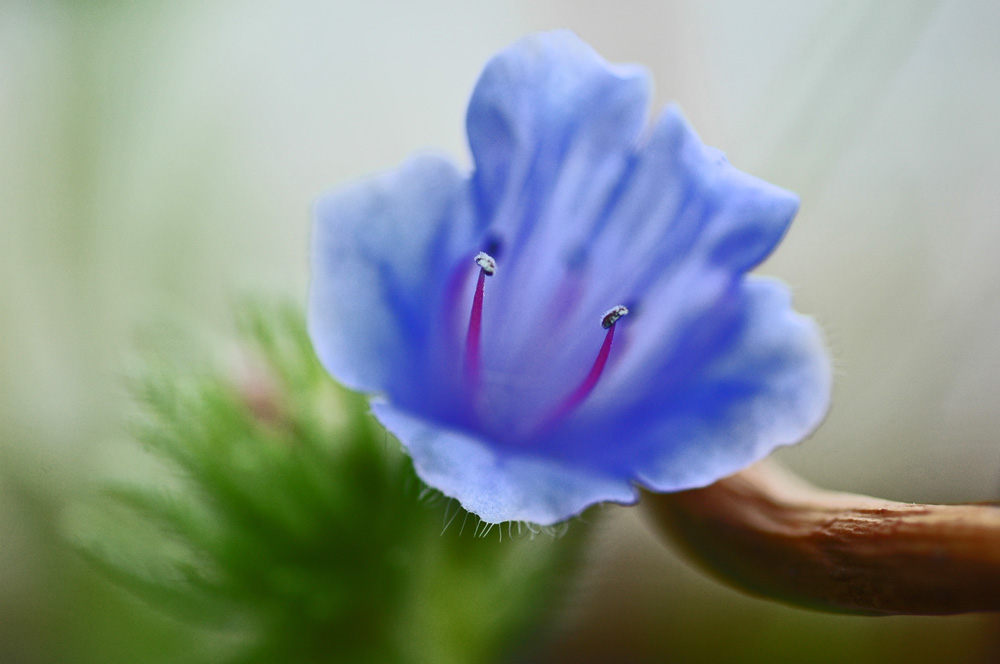 Blue Beauty