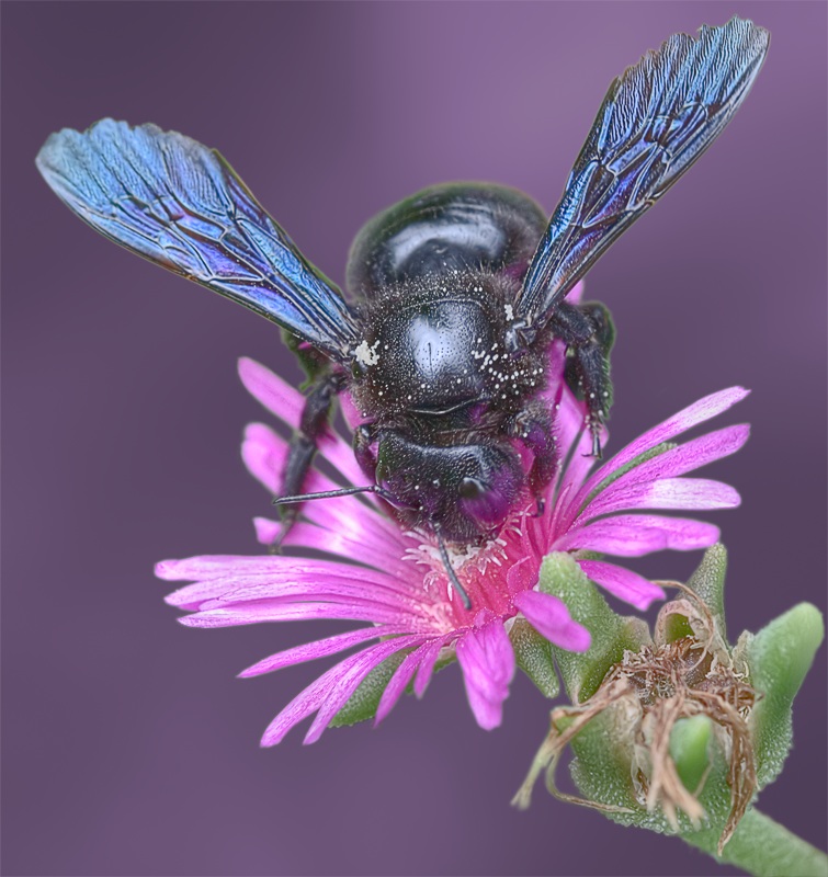 Blue Bee