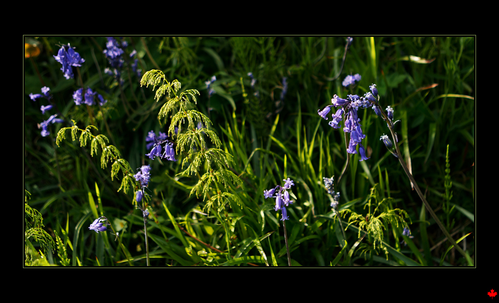 Blue bells