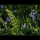 Blue bells