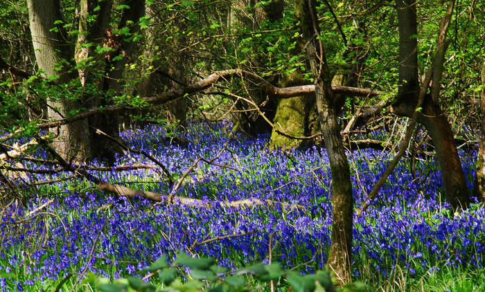 Blue Bells 1