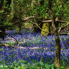 Blue Bells 1