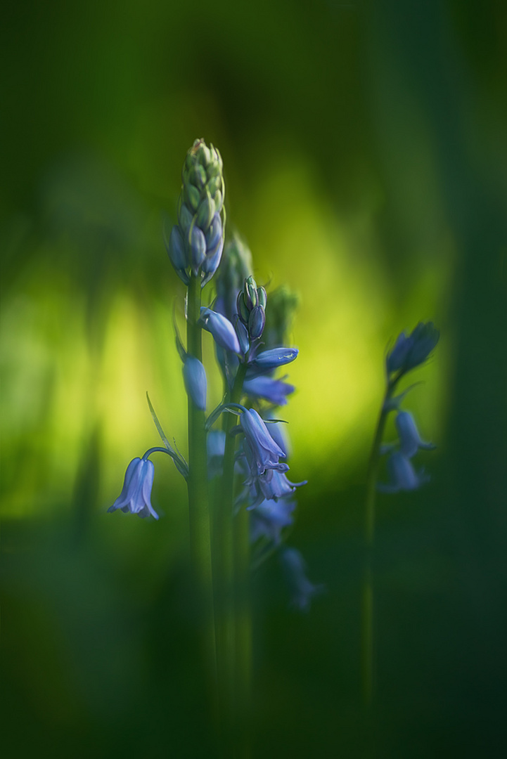 Blue Bells