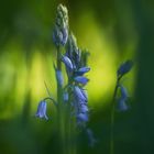 Blue Bells