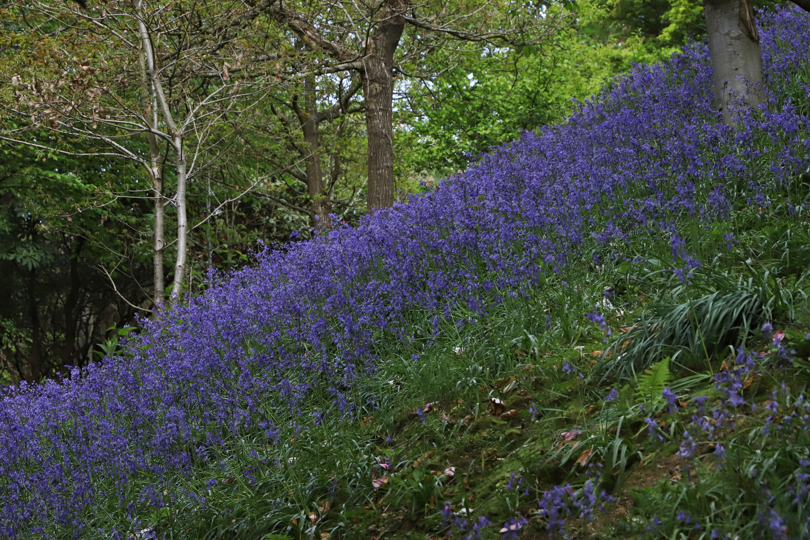 Blue Bells (2019_04_30_EOS 6D Mark II_1555_ji)