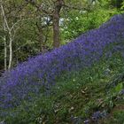 Blue Bells (2019_04_30_EOS 6D Mark II_1555_ji)