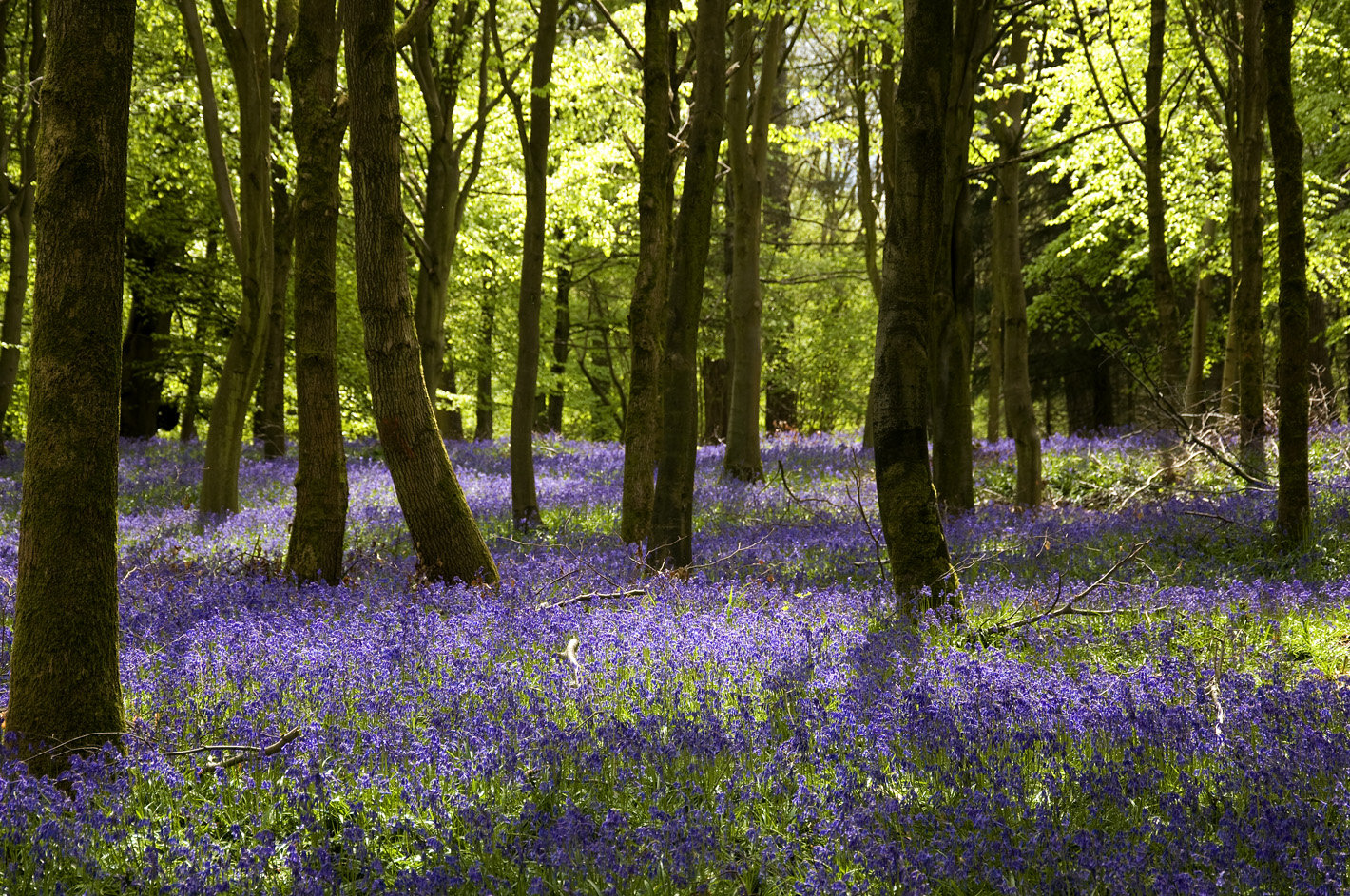 Blue Bells