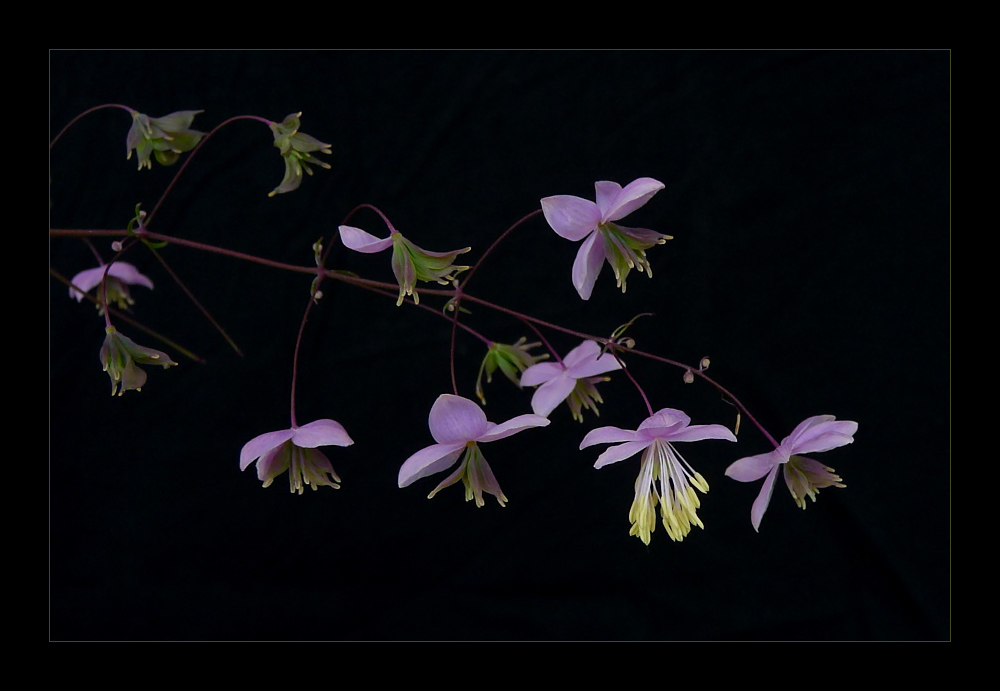 . blue bells .