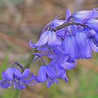 blue bells