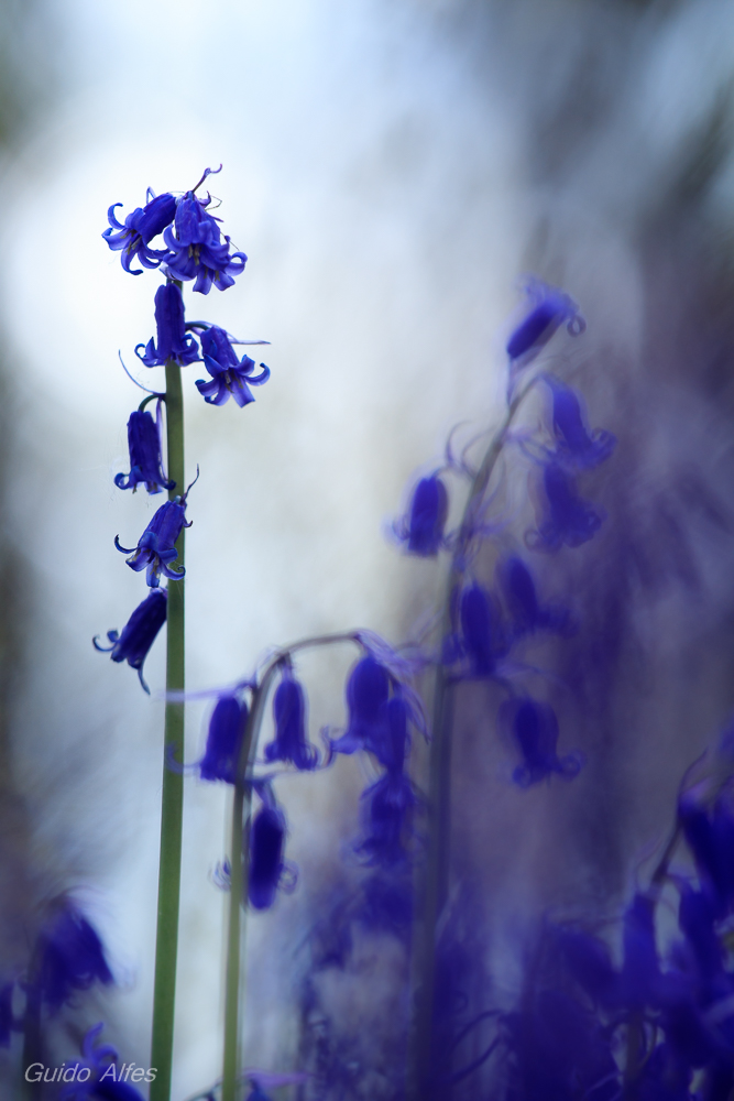 Blue Bells