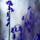 Blue Bells