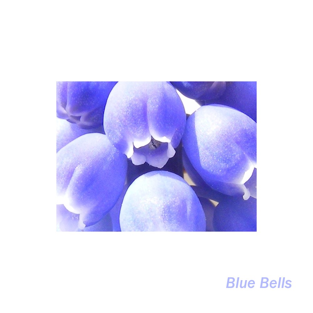 Blue Bells