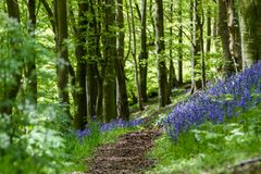 Blue Bells