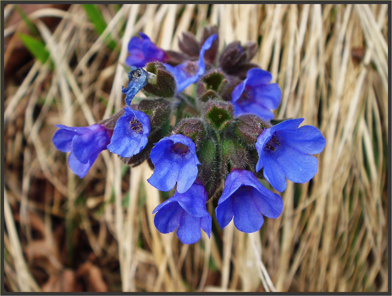 Blue Bells