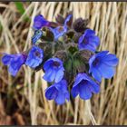 Blue Bells