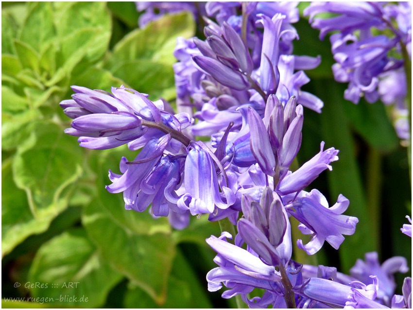 Blue Bells